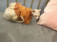 -BABIT巴比特宠物(MOMOPARK店)