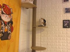 -平行世界·猫咖(首经贸店)