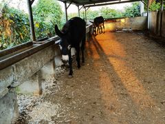 -元鼎宝驴香·全驴宴(江宁店)