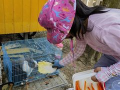 -前小桔亲子创意农场·草莓采摘·露营烧烤