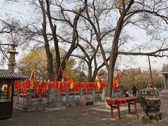 -大槐树寻根祭祖园