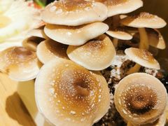 -鲜货俚鲜火锅(青果路店)