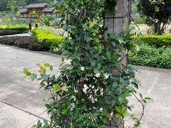-广西壮族自治区药用植物园