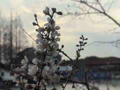 -高东镇樱花园