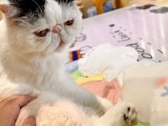 -藏猫猫咖啡主题馆(中央大道店)