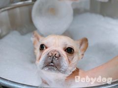 -BABYDOG宝贝狗宠物乐园(欧洲城店)