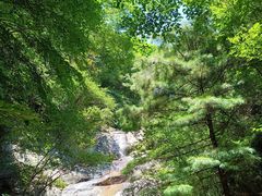 -王顺山国家森林公园