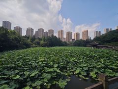 -龙头寺公园