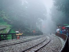 -阿里山神木遗迹