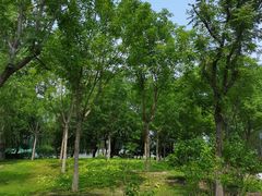 -莲花池公园