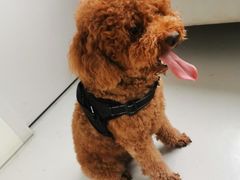 -宠颐生宠物医院·犬猫全科·皮肤科(商业街店)