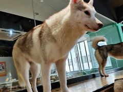 -Husky Go! 哈士奇体验馆·宠物咖啡厅狗咖