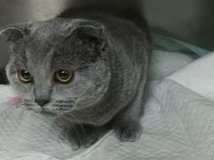 -爱侣宠医·鹦鹉专科·小型哺乳类·异宠专科(灵石路店)