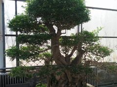 -石家庄市植物园