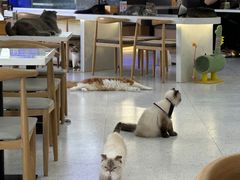 -喵园·猫主题咖啡厅·撸猫·猫咖(国贸店)