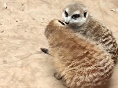 -石家庄市动物园