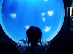 -芜湖新华联大白鲸海洋公园