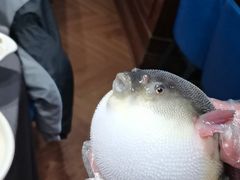 -肆月河豚·新淮扬(金融街店)