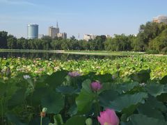 -莲花池公园
