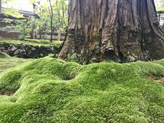 -西芳寺(苔寺)