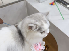 -共舞时光猫咖·狗咖(新街口店)