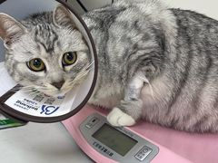 -贝康宠物医院·犬猫全科·小动物特色诊疗中心(东环路店)