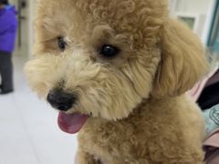 -达爱动物医院·犬猫分区·CT·复杂眼科(远洋山水分院)