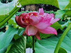 -陈家山荷花公园