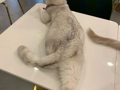 -飞行喵MR PILOT|猫舍·猫咖(静安大融城店)