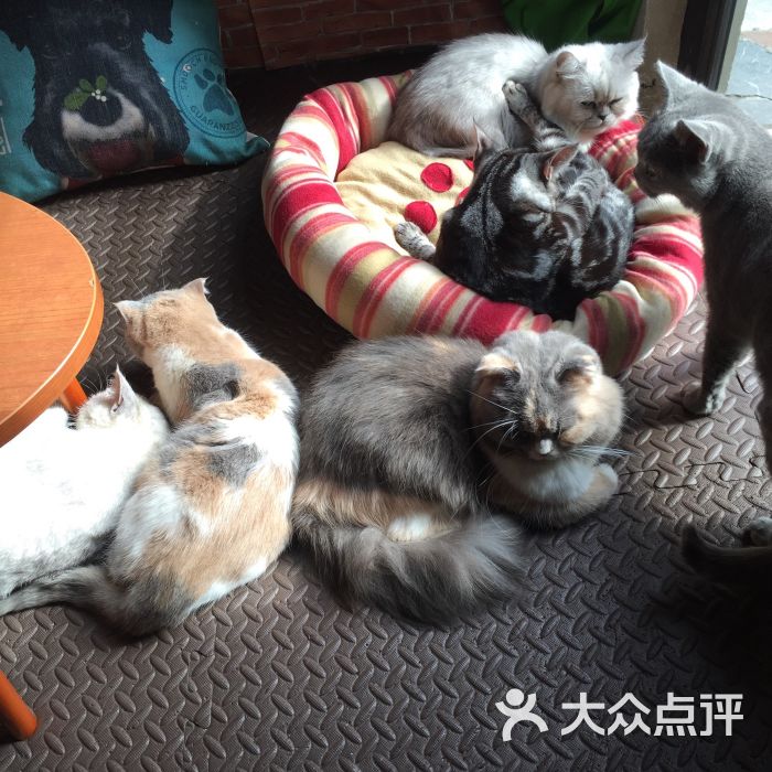 麒麟猫咪主题餐厅咖啡馆图片 