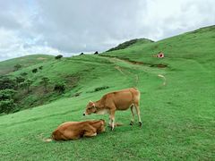 -大姆山草场