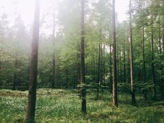 -黄海国家森林公园