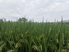 -长兴太湖图影湿地文化园