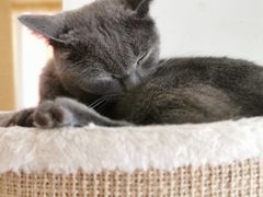 -藏猫猫咖啡主题馆(中央大道店)