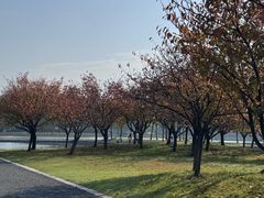 -贡湖湾湿地公园
