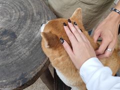 -柴犬高等学院·狗咖·柴犬售卖·宠物训练