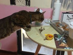 -李小姐の猫咖啡馆(五角场店)