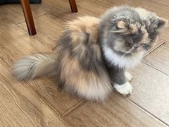 -有猫主题·治愈系猫咖(曾厝垵店)