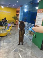 -神奇动物撸宠馆·羊驼·小浣熊·异宠(豫园店)