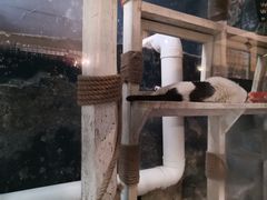 -猫咪博物馆(顶澳仔猫街店)