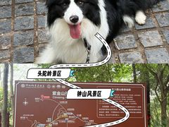 -紫金山山顶公园