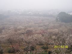 -香雪海