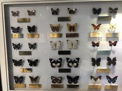 -上海昆虫博物馆