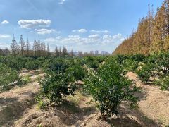 -上海长兴岛郊野公园