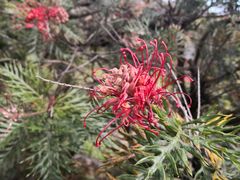-墨尔本皇家植物园