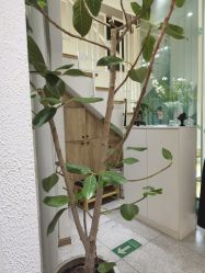 -薇薇安花系SPA