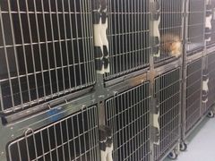 -汪喵宠物医院·骨科心脏影像·犬猫急重症ICU诊疗中心(成华分院)