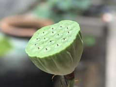 -花锦堂·隐庐
