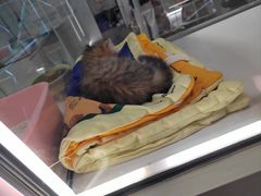-babydoll猫舍·米努特·德文·缅因(久光中心店)