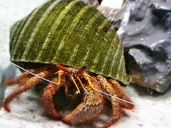 -太平洋海底世界